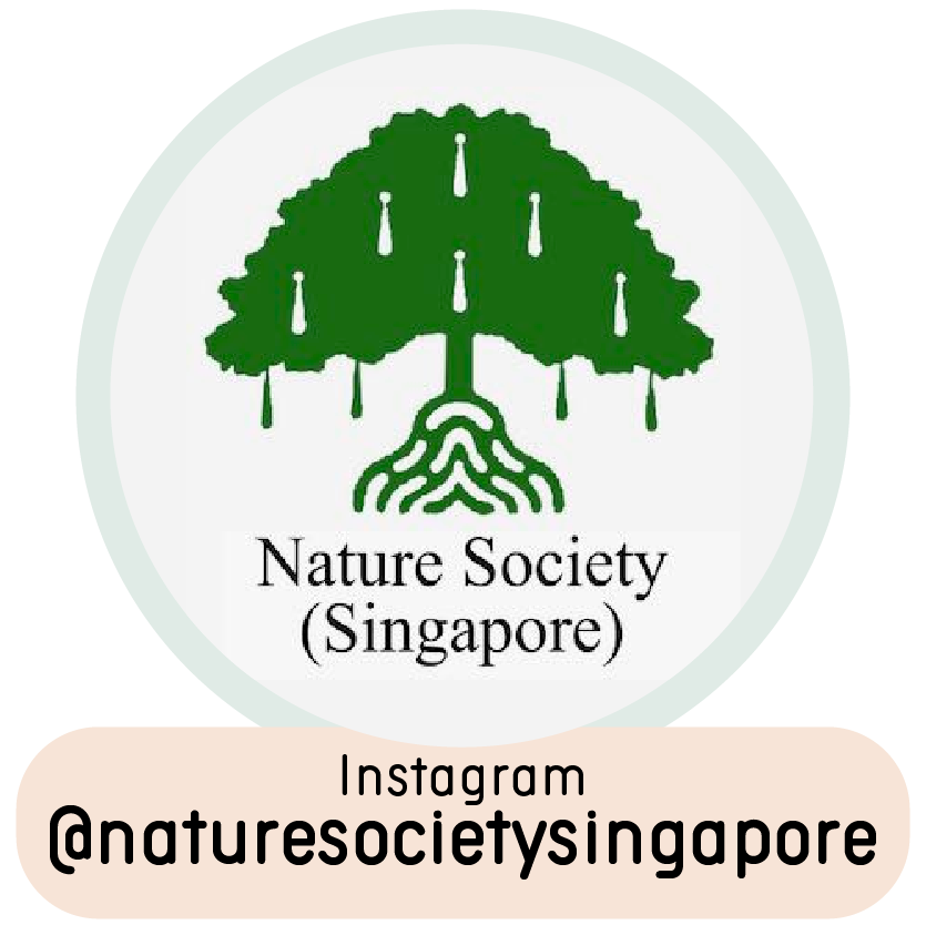 @naturesocietysingapore on Instagram